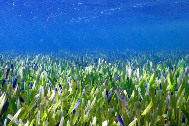 بزرگترین گیاه زیر دریایی جهان کشف شد