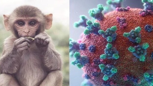 آیا برای آبله میمونی وضعیت اضطرار بهداشت جهانی اعلام می شود