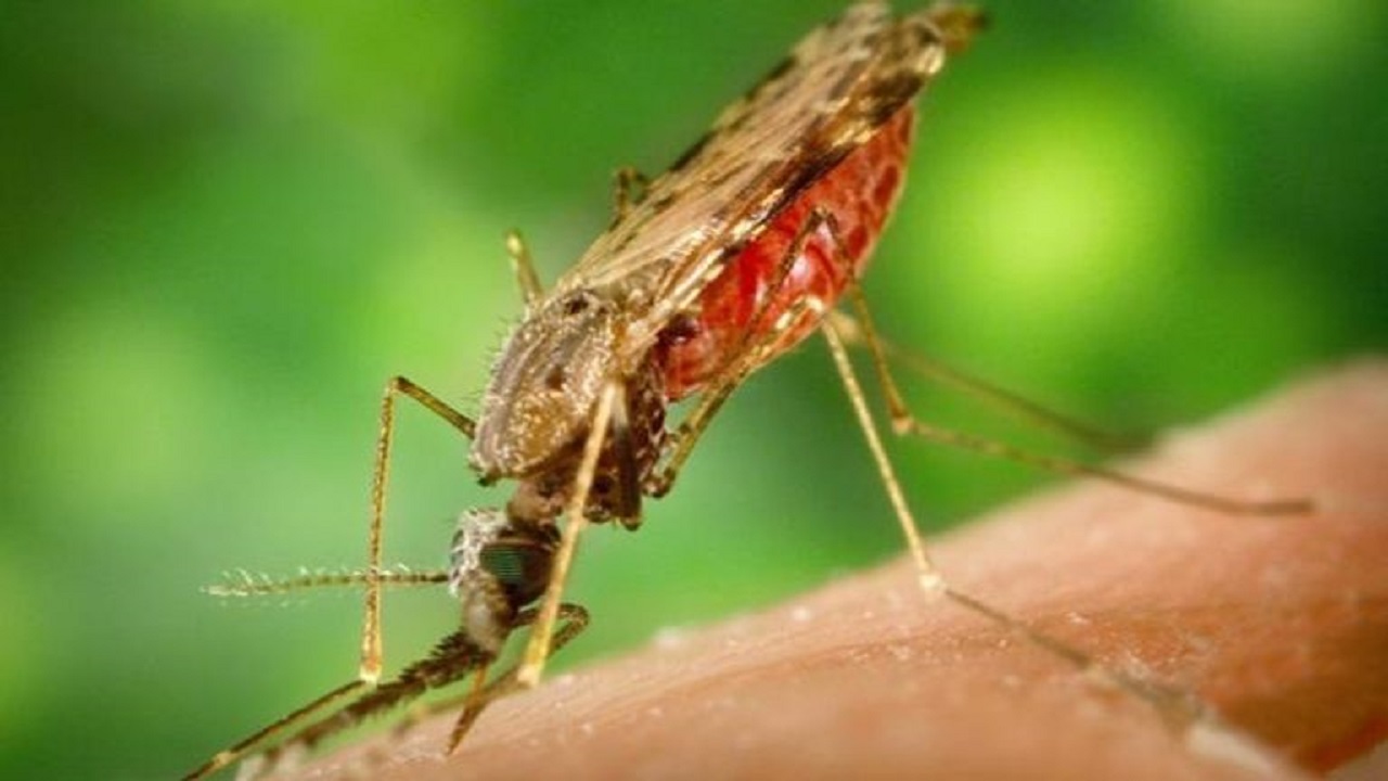 برترین سلاح مبارزه با مالاریا چیست؟