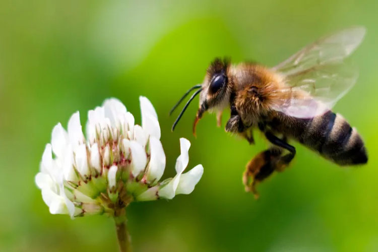 آیا زنبورها پس از نیش زدن، می‌میرند؟