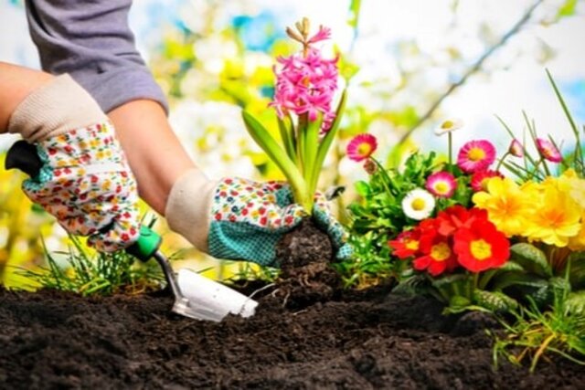 باغبانی بهبود سلامت روان را به دنبال دارد