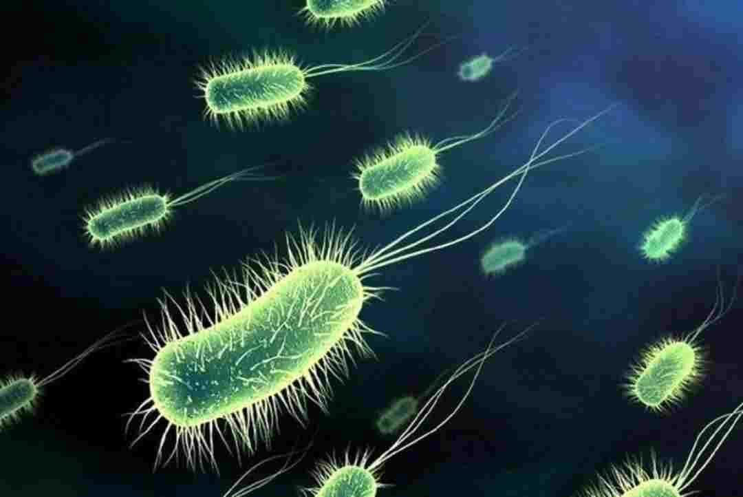 سرطان به میکروربات های جلبکی درمان می‌شود