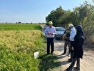 کشت دو طرح مقایسه‌ای برنج در بهشهر