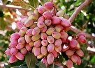 رشد ۴۰۰درصدی مراکز عرضه پسته دامغان
