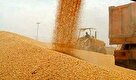 خرید تضمینی بیش از ۵۱۲ هزارتن گندم در کردستان