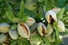 برداشت بادام از باغات چهارمحال و بختیاری
