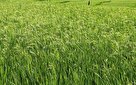 کشت دوباره شالی در بیش از ۳ هزارهکتار شالیزار‌های جویبار