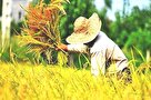 برداشتِ ۳۶ درصد از شالیزار‌های قطب تولید برنج کشور