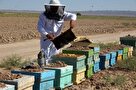 افزایش تولید عسل در کرمانشاه