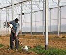معاون وزیر جهادکشاورزی: ۸۰ درصد هزینه‌های ایجاد گلخانه را دولت تامین می‌کند