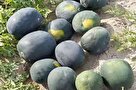 پیش‌بینی تولید ۲۸۰ هزار تن هندوانه پاییزه
