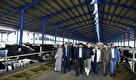 بازدید مشاور رئیس جمهور از مجموعه دامپروری 10 هزار راسی ارس‌دام‌آرشام